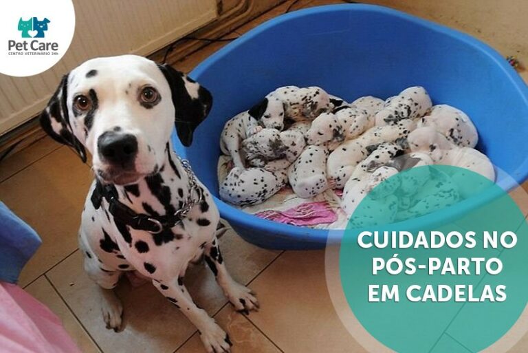 Cuidados no pós parto em cadelas PetCare