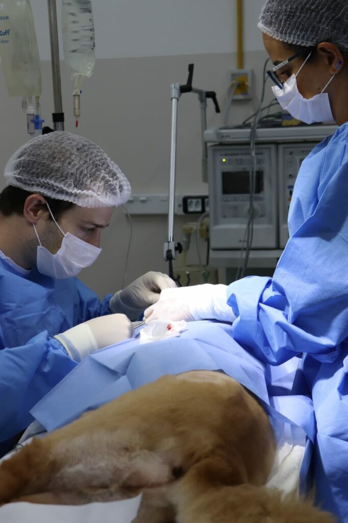 Cirurgia oftalmológica em cão