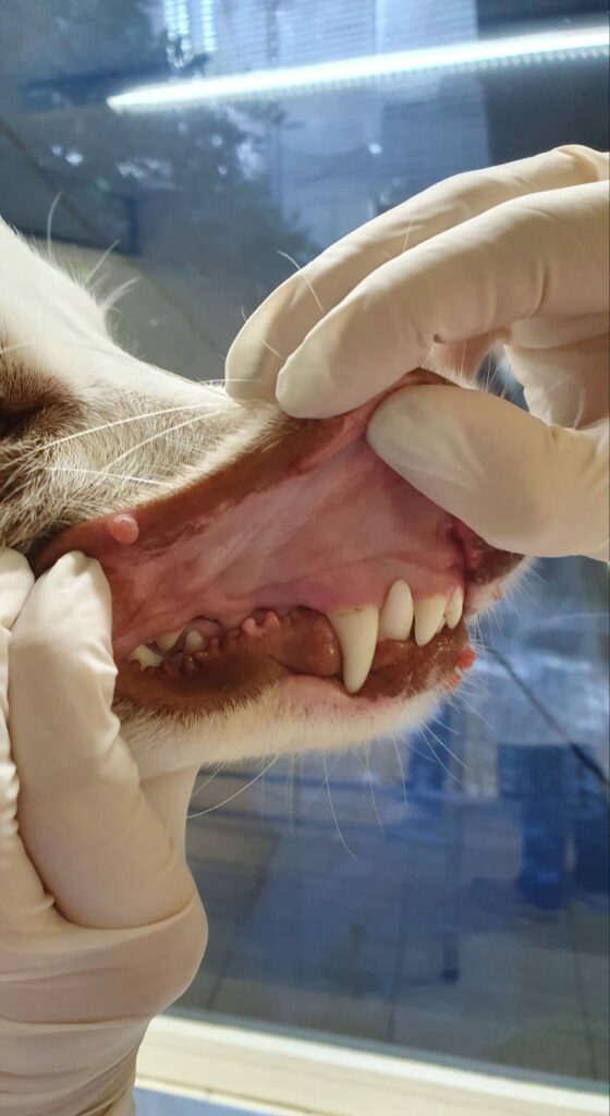 papilomatose oral canina 