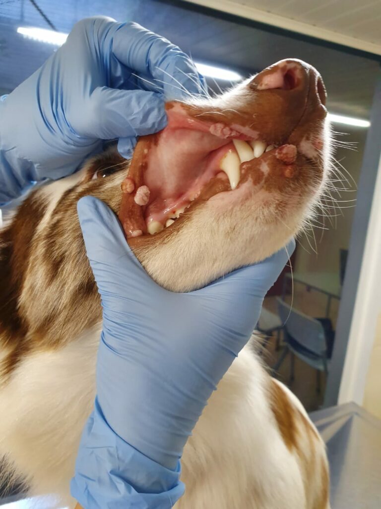 papilomatose oral canina 