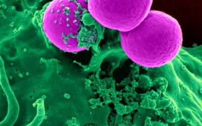 Resistencia Bacteriana “Super Bactérias”