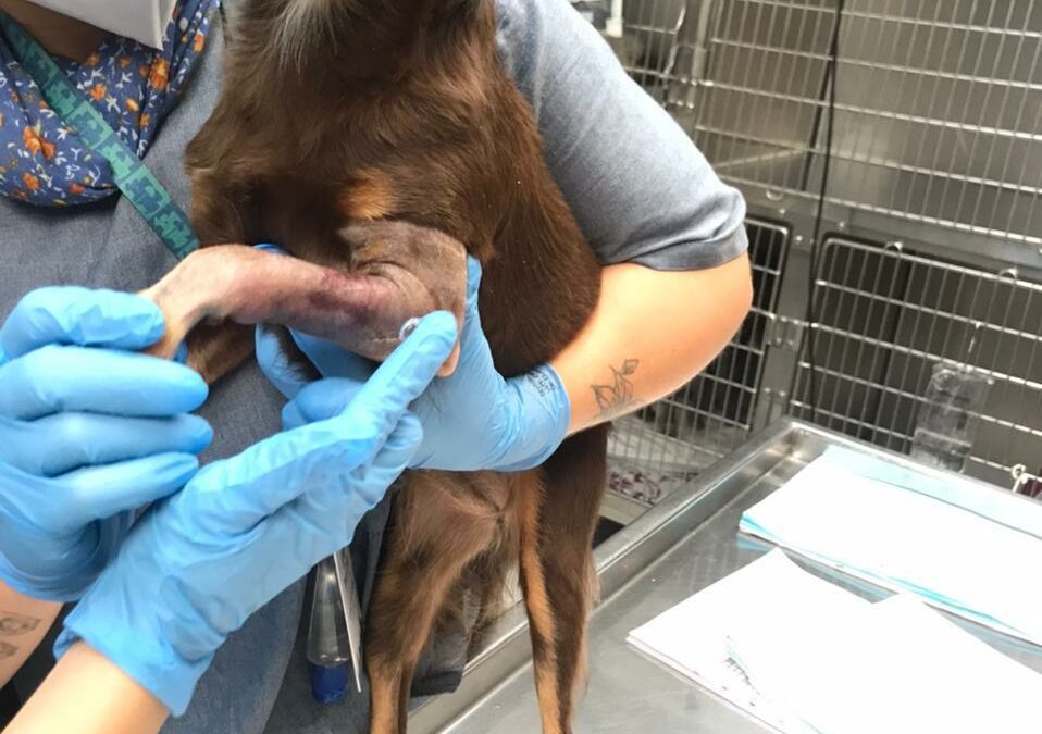 Fratura Radio Ulna em cão com fixação externa