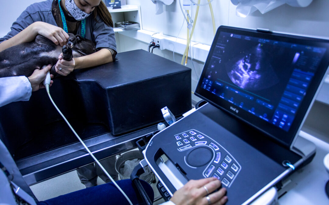 Ultrassonografia em Cadelas e Gatas Prenhes – Acompanhamento de Gestação
