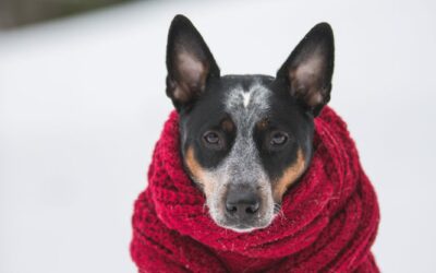 Inverno: A temperatura diminui e os cuidados com os pets aumentam