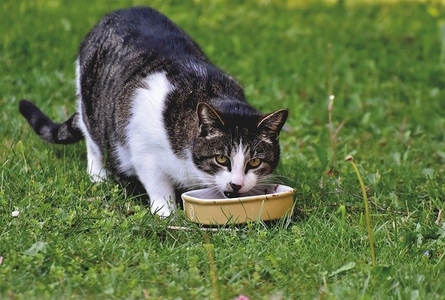 Escolhendo a dieta ideal – Obesidade em gatos parte IV