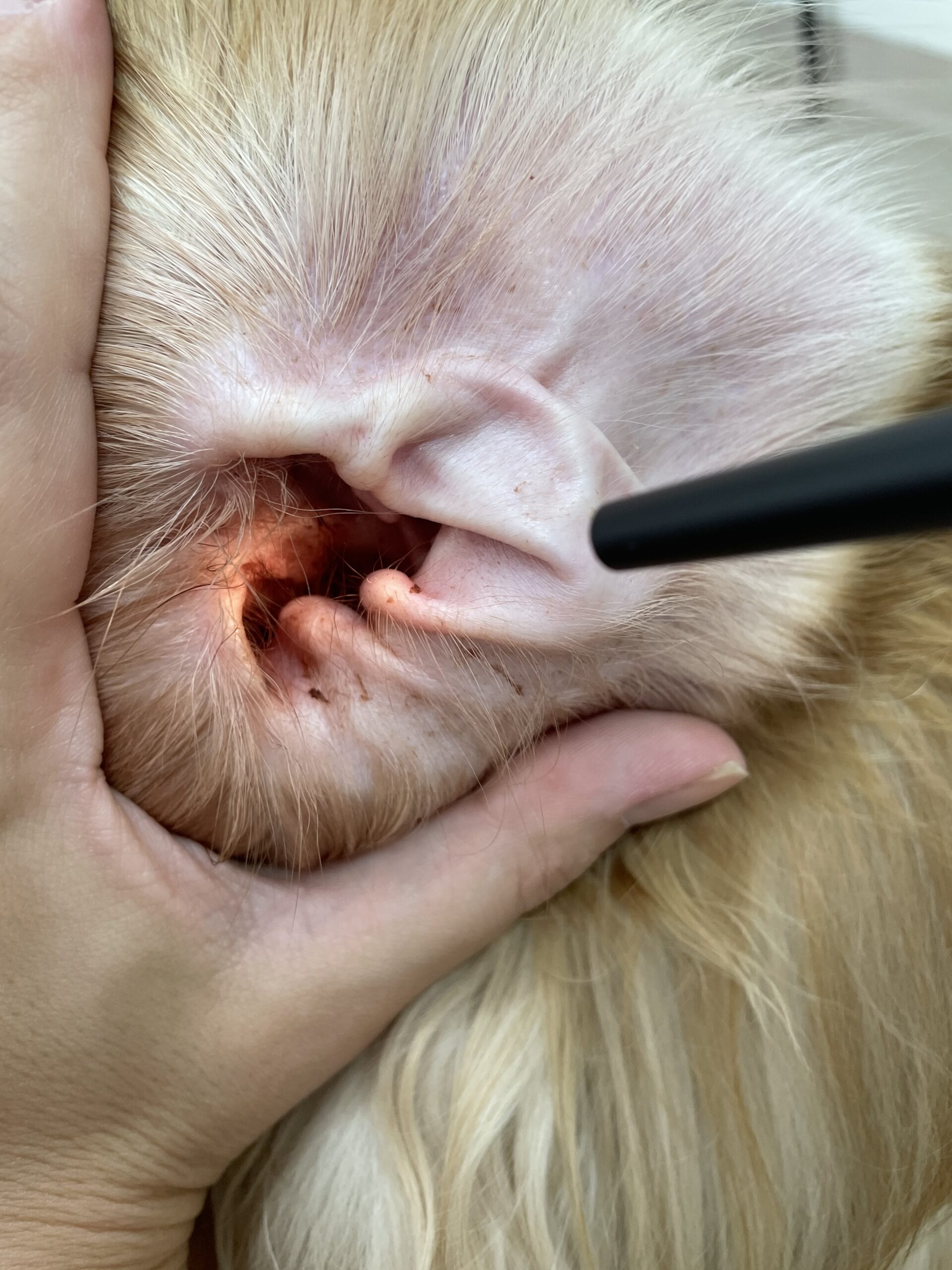 Viu o gato coçando muito a orelha? Descubra o que pode ser