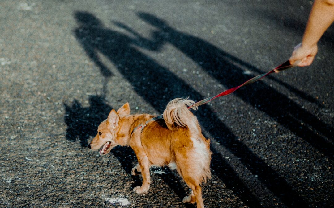 Coceira em Cães e Gatos: O “Quanto” é Normal?