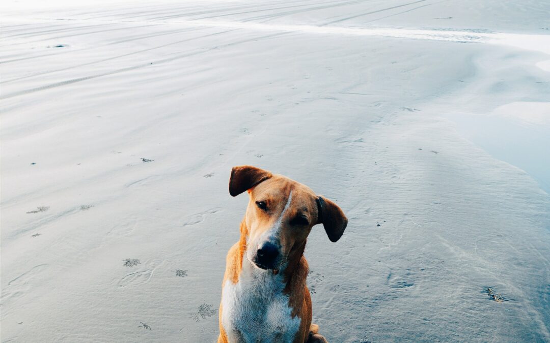 Por que o meu cão esfrega o “bumbum” no chão, geralmente depois de defecar?