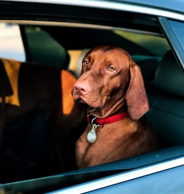 Passeios de carro no Verão