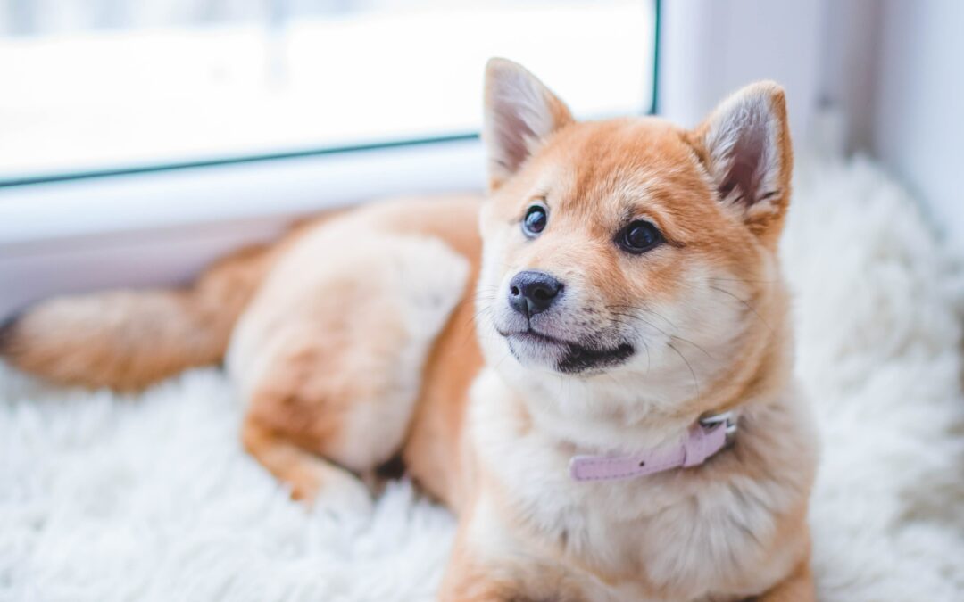 Cão jovem de raça pequena mancando??? Pode ser Necrose de Cabeça de Fêmur!!!