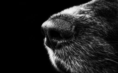 Sangramento Nasal Espontâneo em Cães