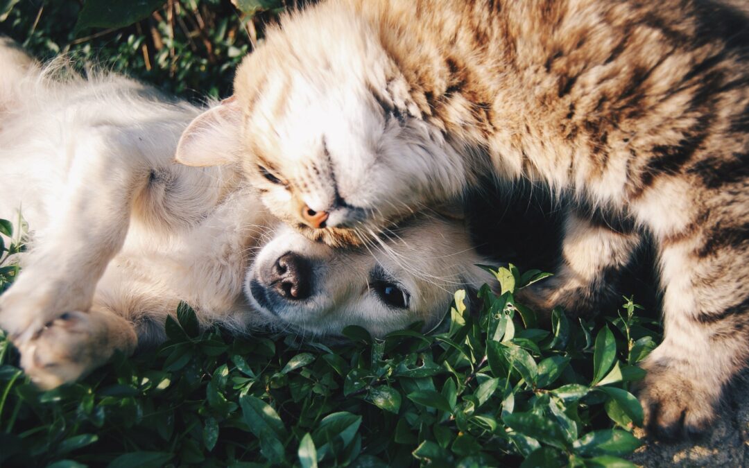 O Seu Cão ou Gato Já Não é Mais o Mesmo?