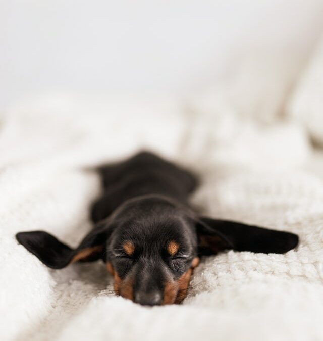 Tosse Infecciosa em Cães: Bordetella