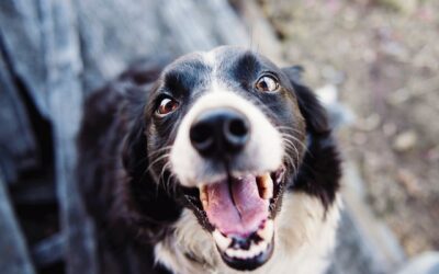 Hidrocefalia em Cães: A Boa Notícia!!!