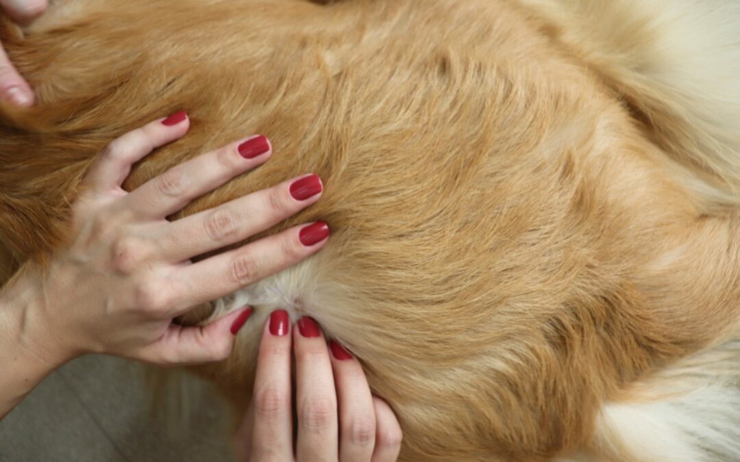 Câncer de pele em cães e gatos