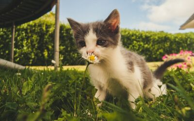Dez Dicas Para seu Pet na Primavera