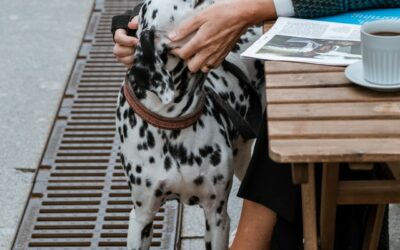 Pet Care é matéria da Folha de São Paulo e destaque no UOL