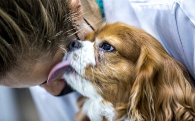 Doenças Crônicas: Epilepsia (Convulsão) em Cães e Gatos
