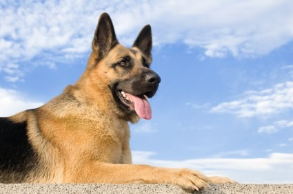 Discoespondilite ou Infecção do Disco da Coluna Vertebral em Cães