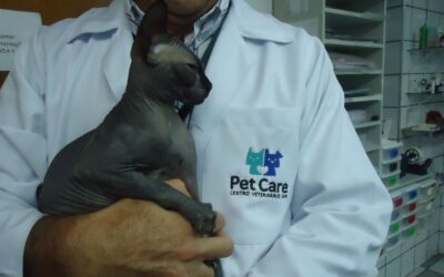 Hospital Veterinário “Cat Friendly”: Alguns Cuidados que Fazem Toda Diferença no Atendimento de Felinos