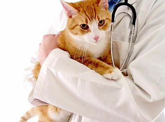 Como Levar um Gato ao Veterinário?