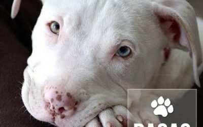 Mitos e verdades sobre a raça Pit Bull