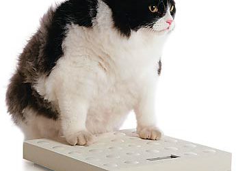 Obesidade Felina: Gato Gordo!