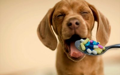 Como dar medicamento via oral para o meu cachorro?