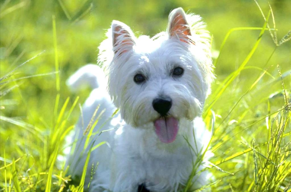 Especialista em West Highland White Terrier