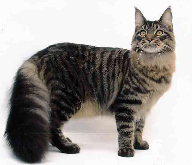 Especialista em Maine Coon