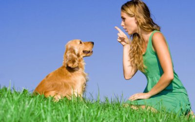 Dica: como ensinar seu cão a fazer xixi com comando verbal?