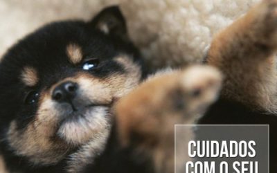 Como sei que um filhote de cão está saudável?