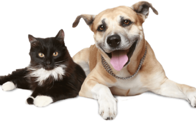 Fratura de Bacia – Fratura de Pelvis em Cães e gatos