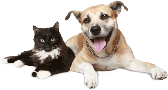 Fratura de Bacia – Fratura de Pelvis em Cães e gatos