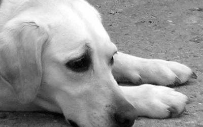 Tumor de baço em cães – hemorragia interna