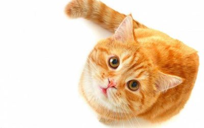 Catnip “uma erva que alucina os gatos”