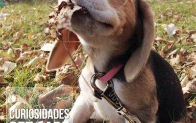 Saiba mais sobre a raça Beagle