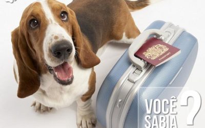 Cães e gatos terão passaporte e identificação eletrônica