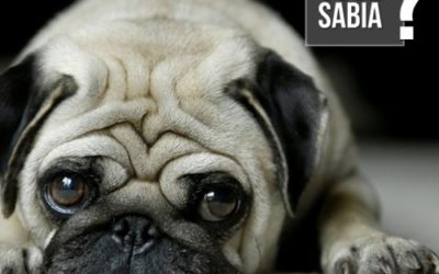 Quais são as consequências do “sedentarismo” causado pelo envelhecimento nos cães?