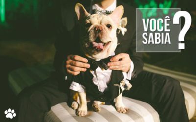 Cães Wedding: Pets participam do grande dia!