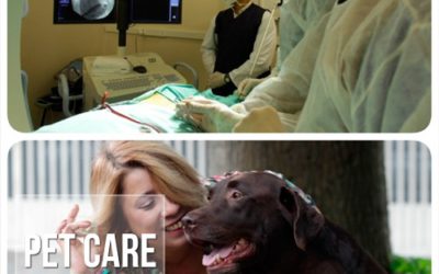 Pet Care no Estadão: Implantes de marca-passo em cães