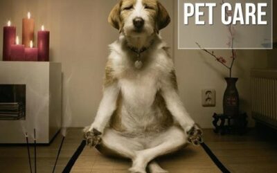 Pets castrados podem ficar mais calmos?