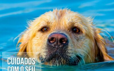Mitos, verdades e cuidados com o seu cão no verão
