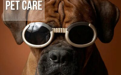 Cegueira em cães: Como prevenir e como tratar seu pet?