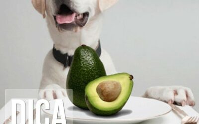 Cães obesos por causa do abacate