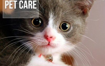 Quais medicamentos são proibidos para os gatos?