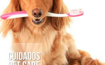 Como devo escovar os dentes do meu cão ou gato?