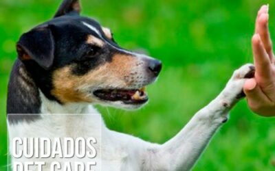 Por que cortar as unhas de cães e gatos?