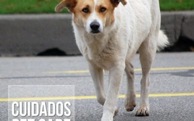 Primeiros cuidados com animais de rua adotados