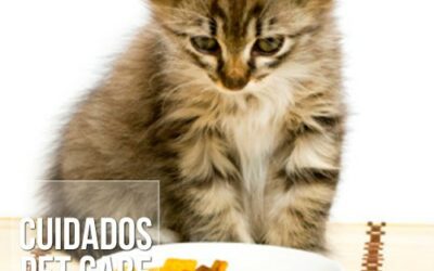 Qual é a alimentação indicada para os gatos?